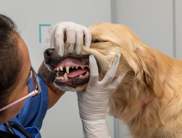 Cambridge Pet Dentist